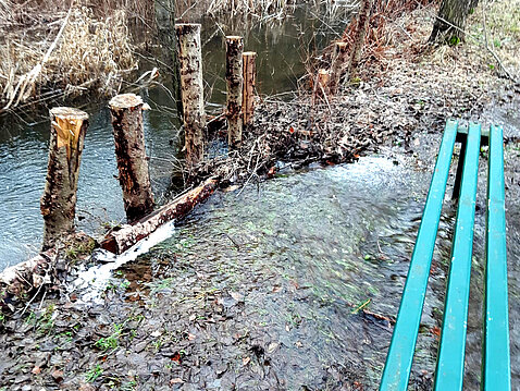 Hochwasser Eckhardt-Teich_24._Dezember_2023