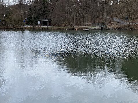 Eckhardt-Teich_31._Dezember_2023