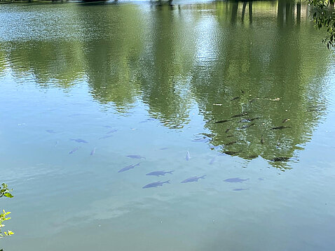 Eckhardt-Teich_03._Juni_2023