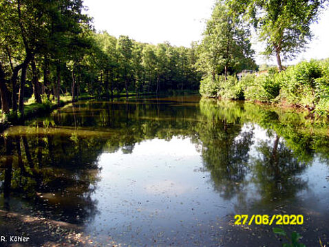 Eckhardt-Teiche Juni 2020