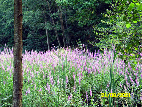 2.Eckhardt-Teiche_August_2021