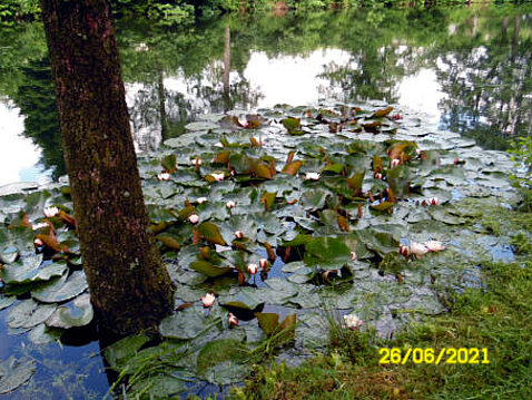2.Eckhardt-Teiche_Juni_2021