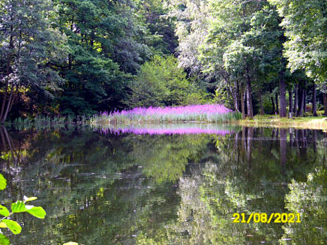 6.Eckhardt-Teiche_August_2021