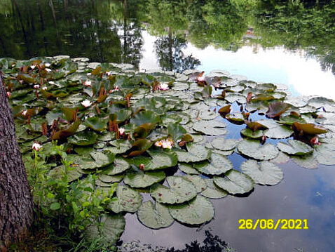 1.Eckhardt-Teiche_Juni_2021