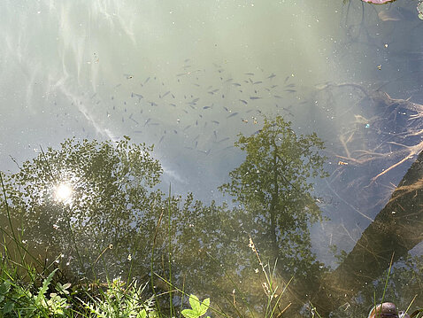 Eckhardt-Teich_03._Juni_2023