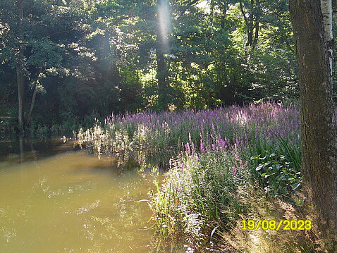Eckhardt-Teich_19._August_2023