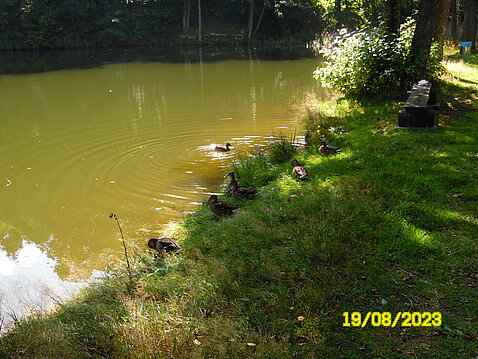 Eckhardt-Teich_19._August_2023