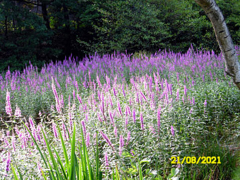 1.Eckhardt-Teiche_August_2021