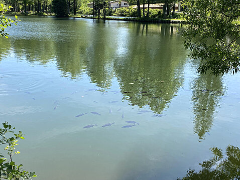 Eckhardt-Teich_03._Juni_2023