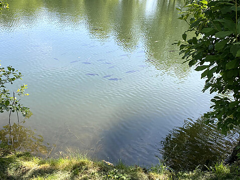 Eckhardt-Teich_03._Juni_2023