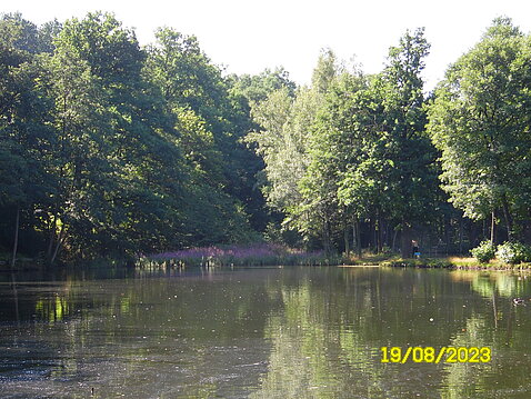 Eckhardt-Teich_19._August_2023