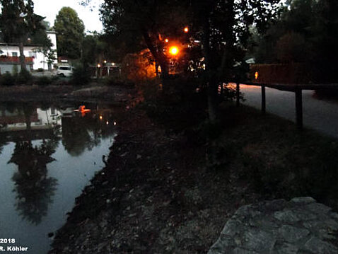 Wassermangel im Eckhardtteich 04.08.2018